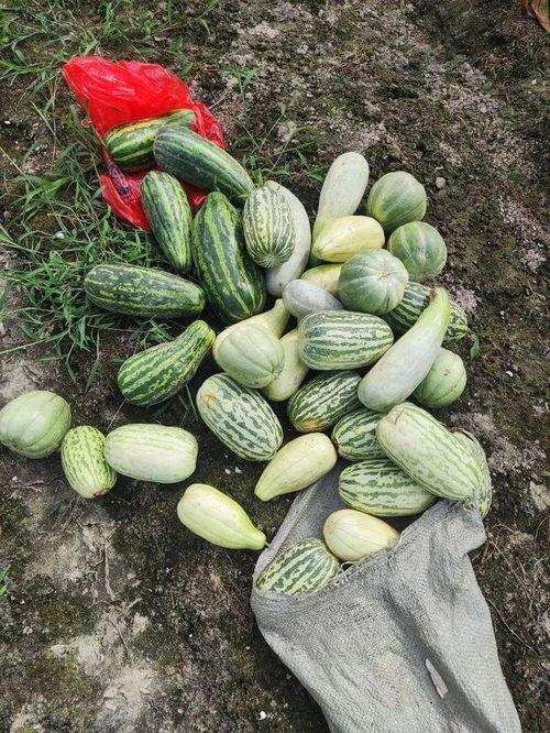 吃免费瓜,共享甜蜜，品味生活  第3张